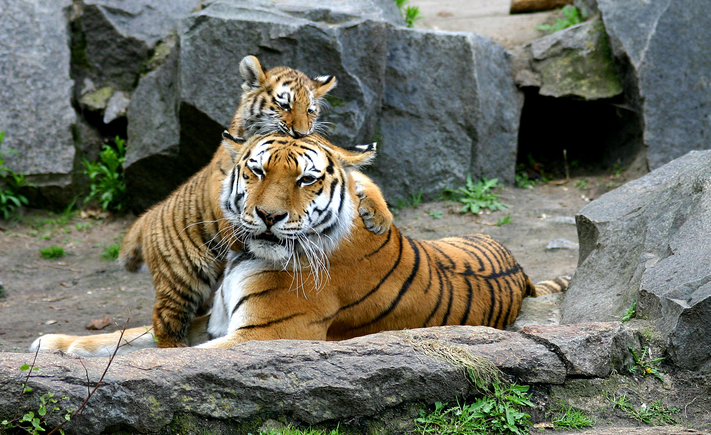 tygři