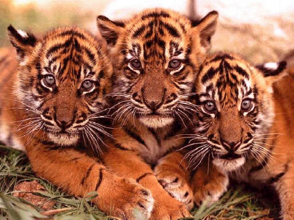 tygřata