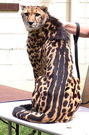 Gepard královský