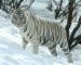 Bílý tygr 2